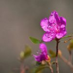 500足球比分直播:实时更新全球赛事精彩对决 e5ynfu3