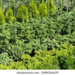 500万粉丝翘首以盼!直播吧全新改版震撼上线 uhk4n