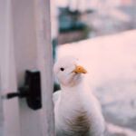 j直播吧:畅享高清赛事直播的终极平台 81twmxy